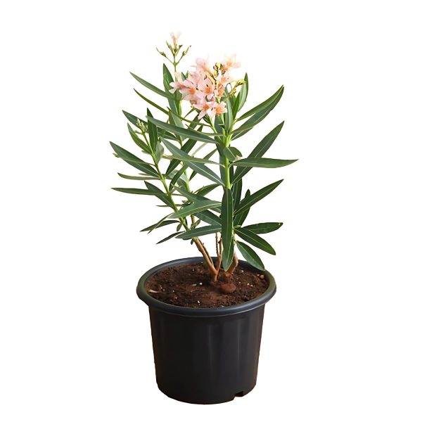 NERIUM OLEANDER ALBUM