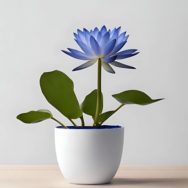 NYMPHAEA NOUCHALI