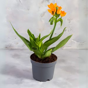 ORNITHOGALUM UMBELLATUM