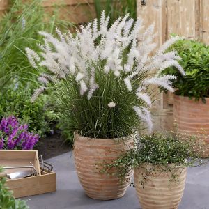 PENNISETUM ORIENTALE