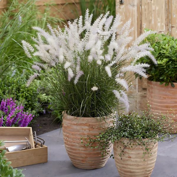 PENNISETUM ORIENTALE