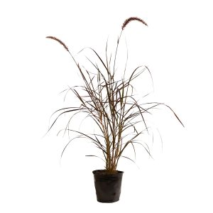PENNISETUM RUPPELII