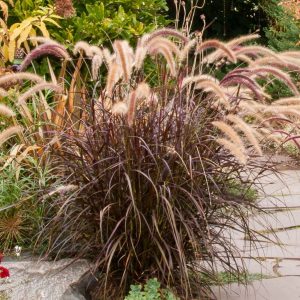 PENNISETUM SETACEUM RUBRUM