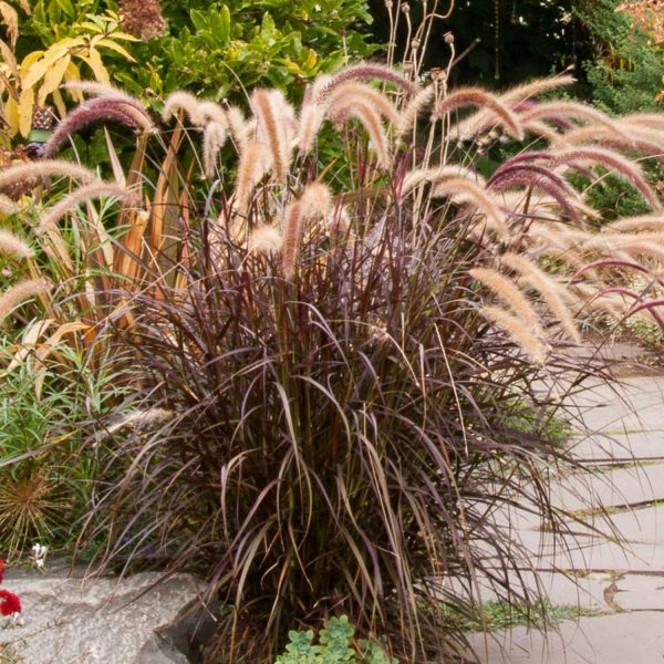 PENNISETUM SETACEUM RUBRUM - Image 2