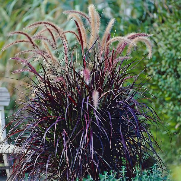 PENNISETUM SETACEUM RUBRUM - Image 3