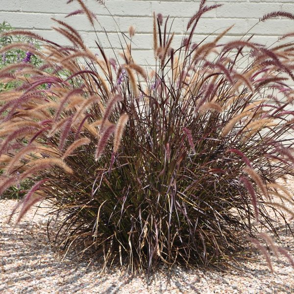 PENNISETUM SETACEUM RUBRUM - Image 4