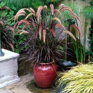PENNISETUM SETACEUM RUBRUM