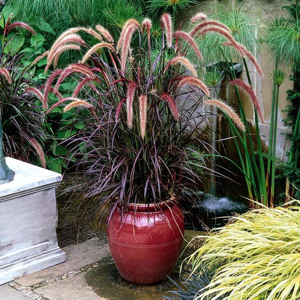 PENNISETUM SETACEUM RUBRUM
