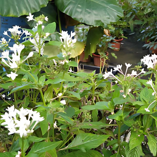 PENTAS LENCEOLATA ALBA - Image 4