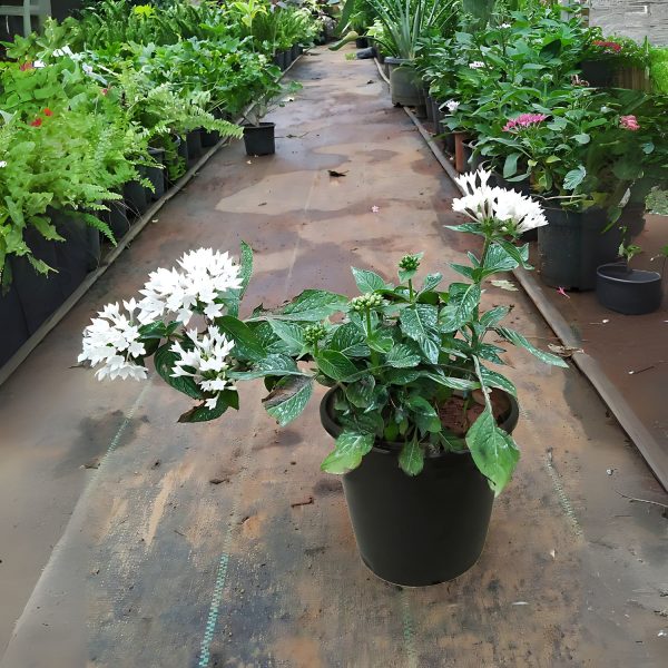 PENTAS LENCEOLATA ALBA
