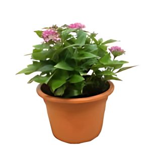 PENTAS LENCEOLATA CARNEA