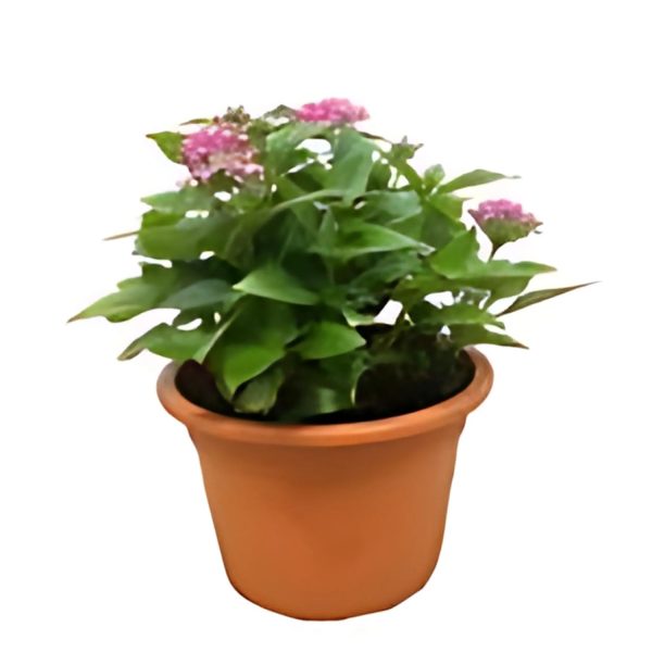 PENTAS LENCEOLATA CARNEA
