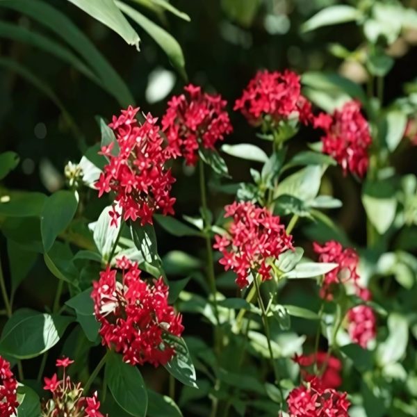 PENTAS LENCEOLATA COCCINEA - Image 3