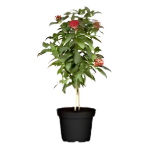 PENTAS LENCEOLATA COCCINEA