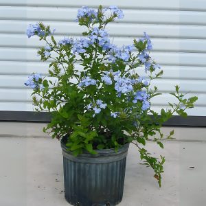 PLUMBAGO CAPENSIS