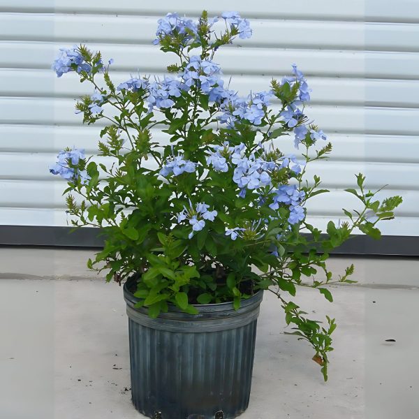 PLUMBAGO CAPENSIS