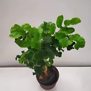 POLYSCIAS GUILFOYLEI