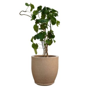 POLYSCIAS PANICULATA ALIPORENSIS