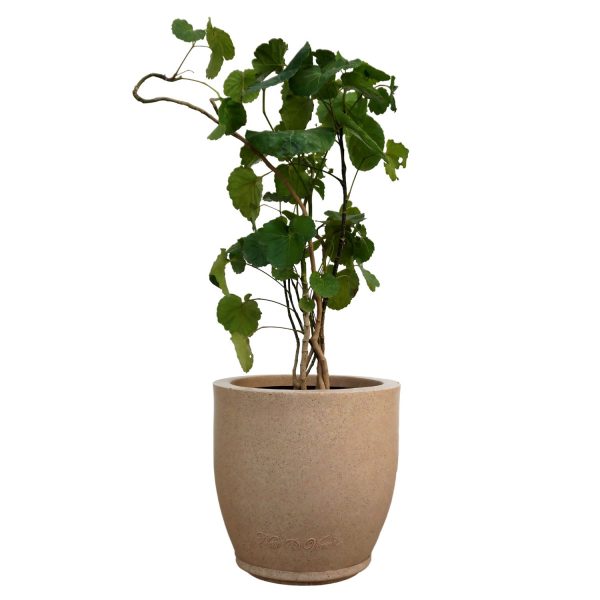 POLYSCIAS PANICULATA ALIPORENSIS