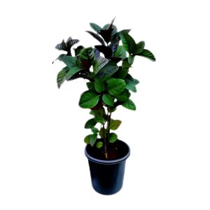 PSEUDERANTHEMUM RETICULATUM