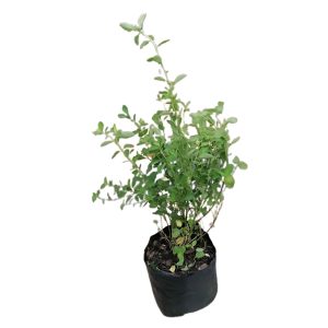 REINWARDTIA TRIGYNA