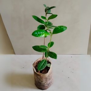 RONDELETIA ODORATA