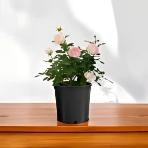 ROSA FLORIBUNDA