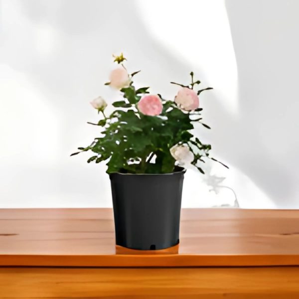 ROSA FLORIBUNDA