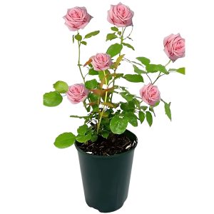 ROSA FLORIBUNDA HYBRID