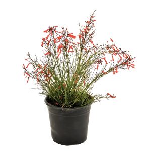 RUSSELIA JUNCEA