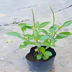 STACHYTARPHETA INDICA