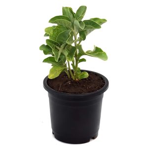 STACHYTARPHETA MUTABILIS