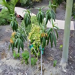 STROPHANTHUS DICHOTOMOUS