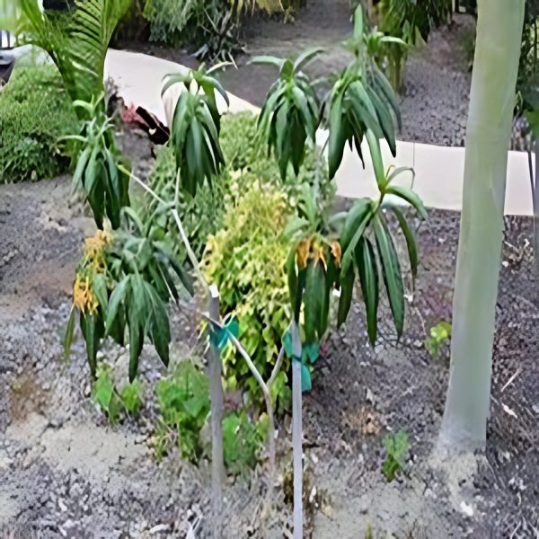 STROPHANTHUS DICHOTOMOUS