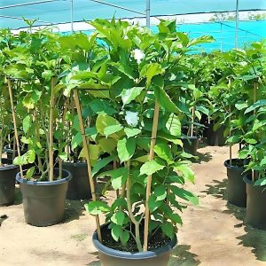 TABERNAEMONTANA CORONARIA FLORE