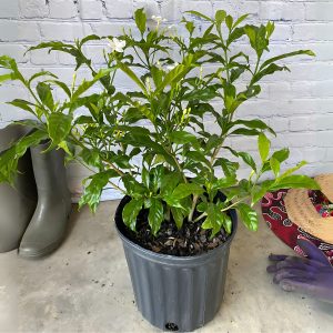 TABERNAEMONTANA CORONARIA WHITE WING