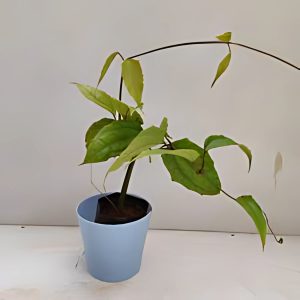 THUNBERGIA ALATA