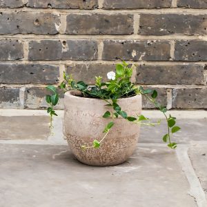 VINCA ALBA