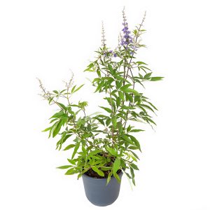 VITEX AGNUS-CASTUS