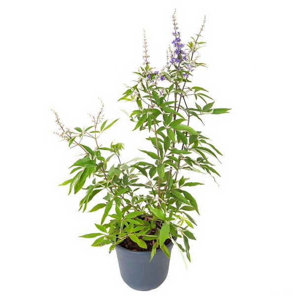 VITEX AGNUS-CASTUS