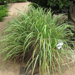 CYMBOPOGON CITRATUS