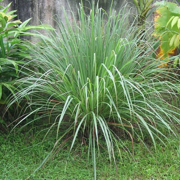 CYMBOPOGON CITRATUS - Image 3