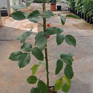 ERYTHRINA CRISTA GALLI