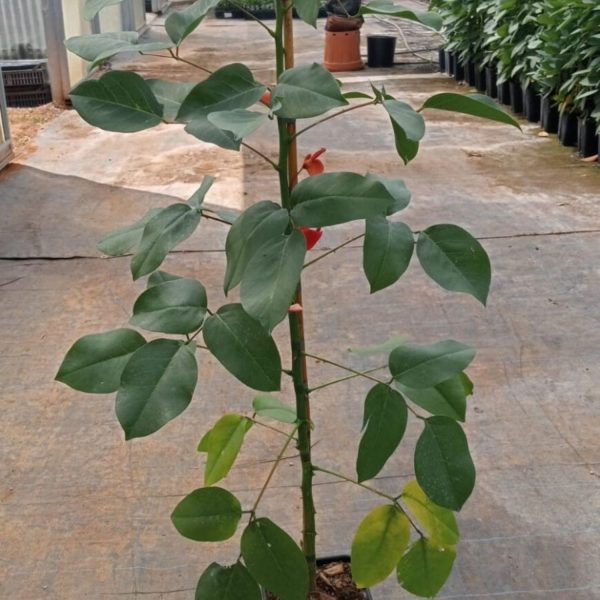 ERYTHRINA CRISTA GALLI