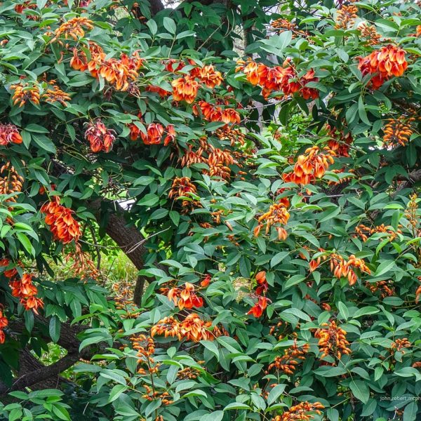 ERYTHRINA CRISTA GALLI - Image 5