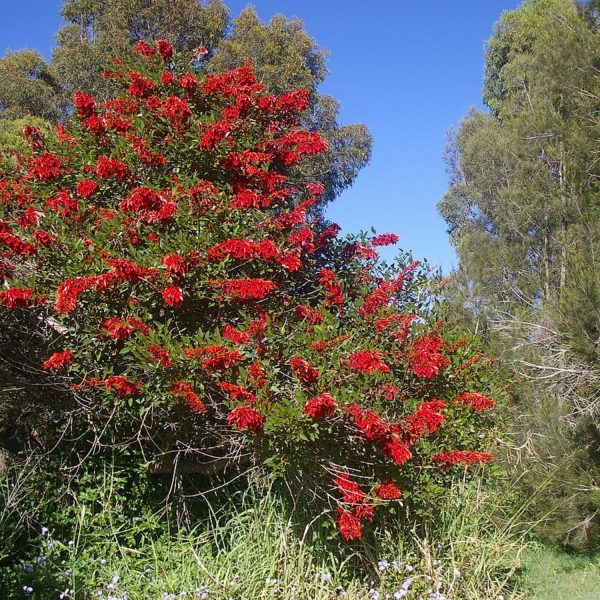ERYTHRINA CRISTA GALLI - Image 6