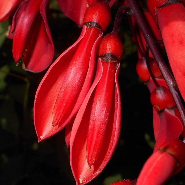 ERYTHRINA CRISTA GALLI - Image 7
