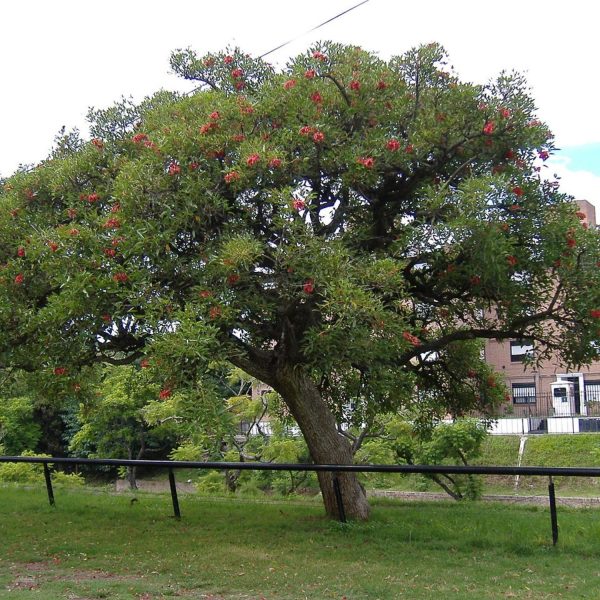ERYTHRINA CRISTA GALLI - Image 8