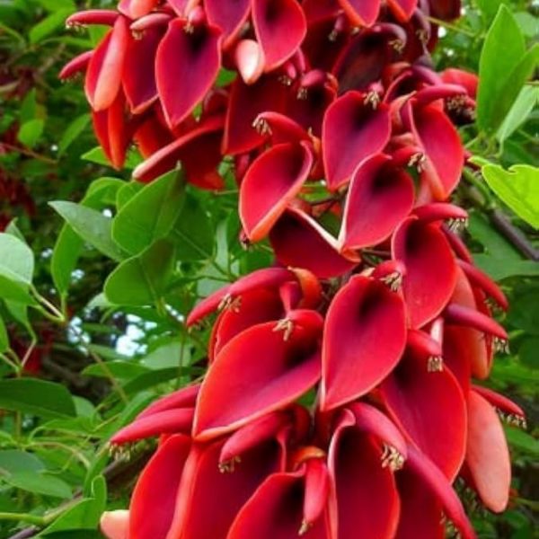 ERYTHRINA CRISTA GALLI - Image 9