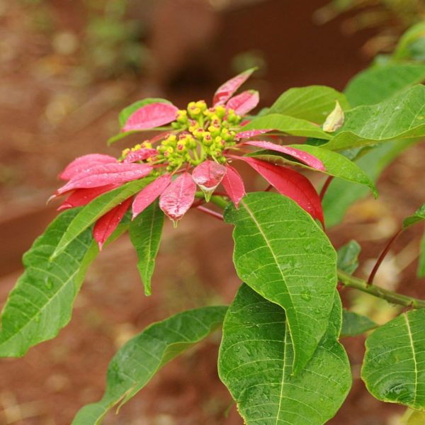 EUPHORBIA PULCHERRIMA LUTEA - Image 3